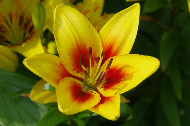 ��������� �����ɥ��롼