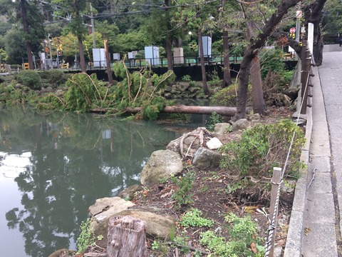 台風による倒木