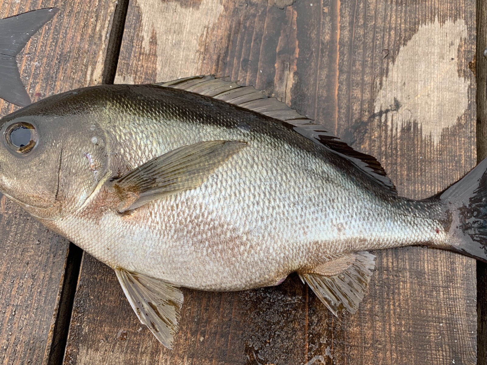 Slj イサキ37cm 17匹 Fp志摩公式blog