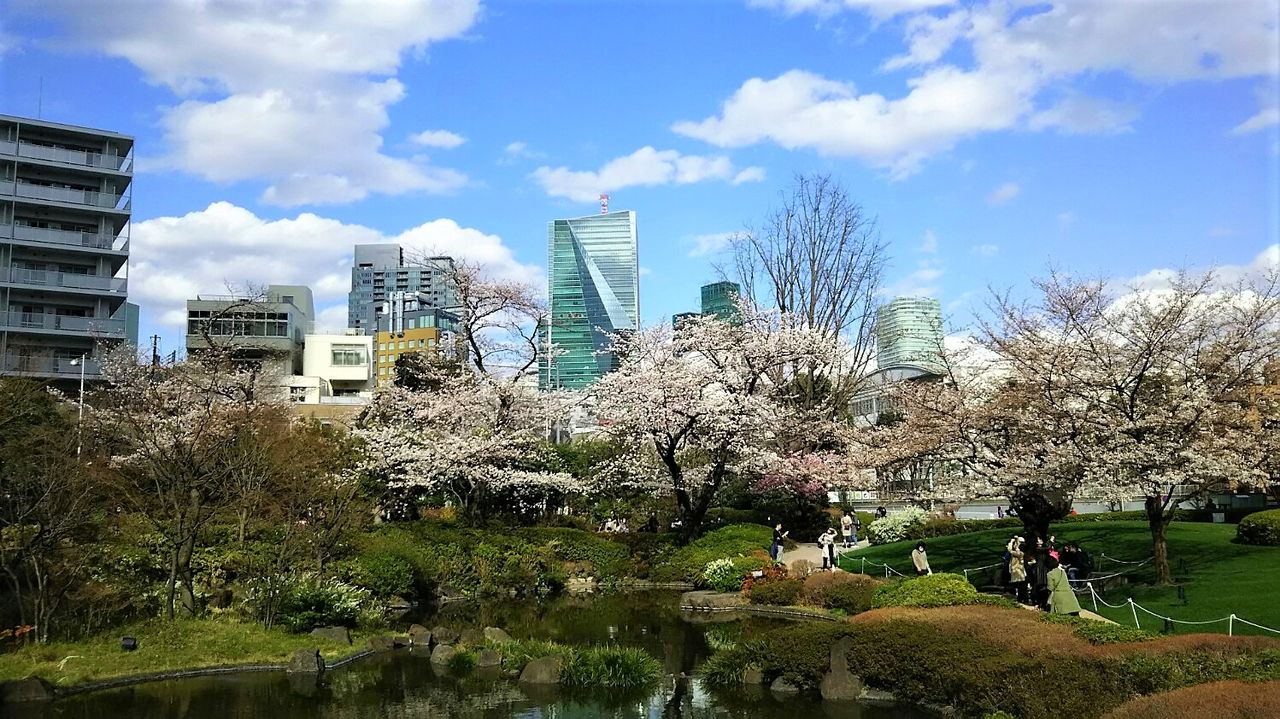 六本木ヒルズ 毛利庭園の桜 豊かな暮らしサポートbox 六本木ヒルズ 毛利庭園の桜 豊かな暮らしサポートbox