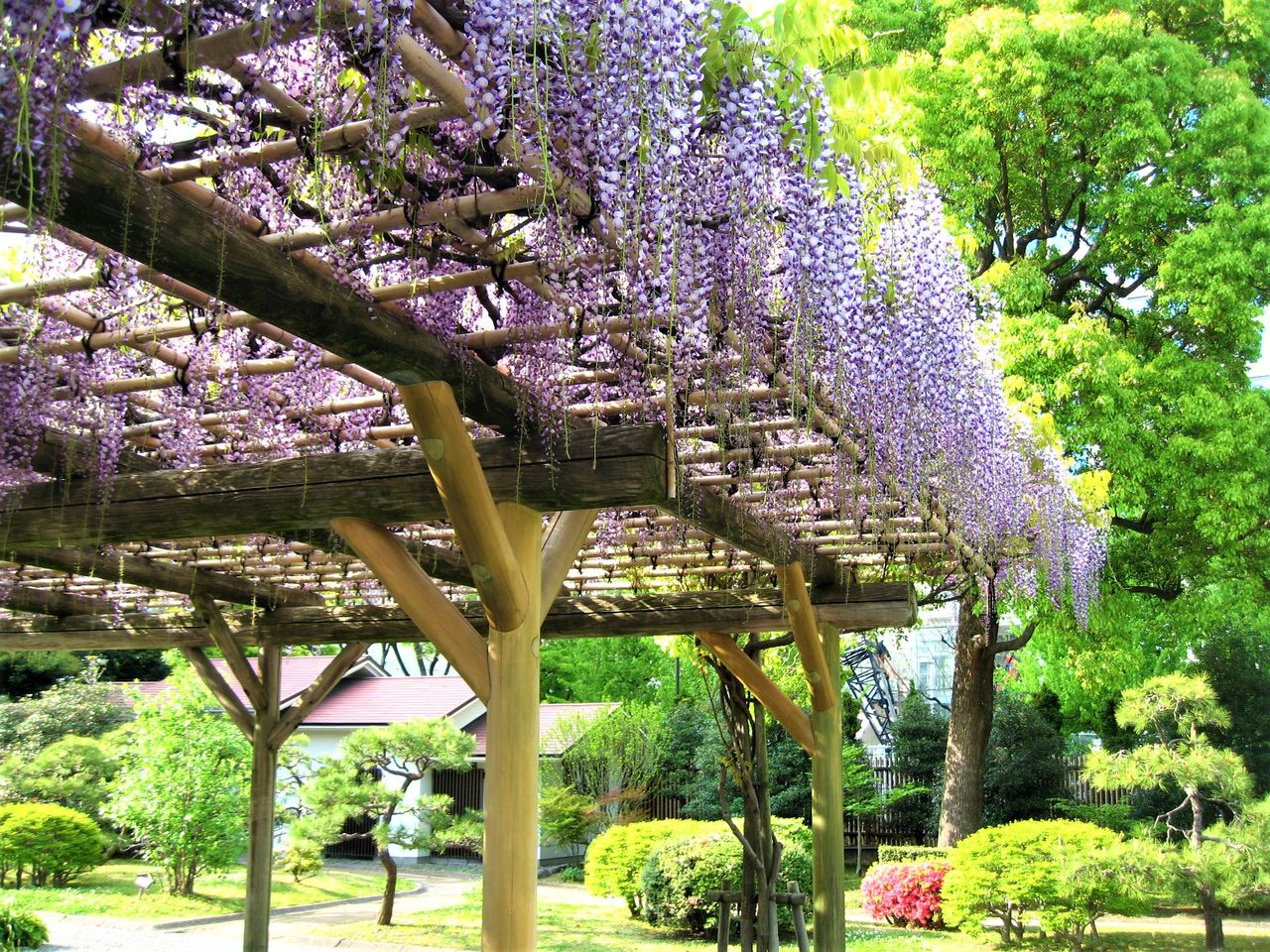 旧芝離宮恩賜庭園の ふじ棚 豊かな暮らしサポートbox 旧芝離宮恩賜庭園の ふじ棚 豊かな暮らしサポートbox