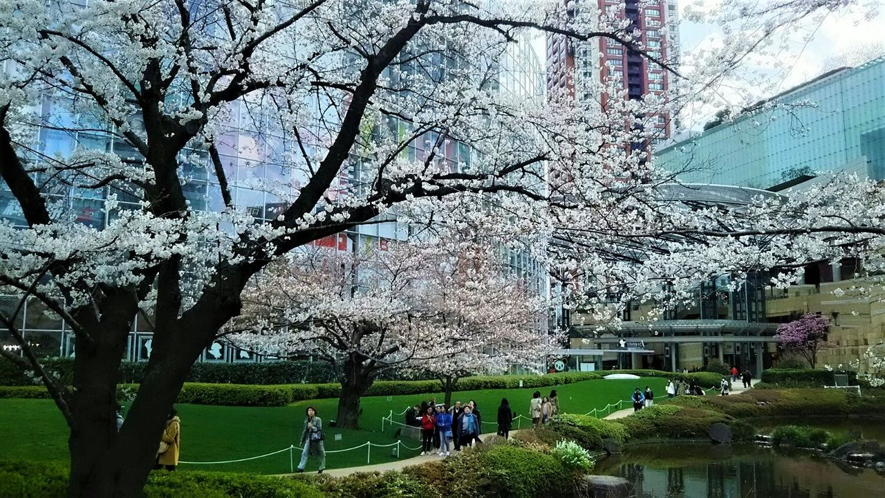 六本木ヒルズ 毛利庭園の桜 豊かな暮らしサポートbox 六本木ヒルズ 毛利庭園の桜 豊かな暮らしサポートbox