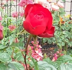 G0010135