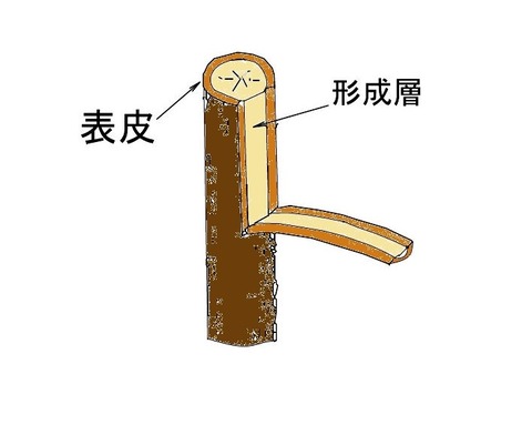 台木1_000001
