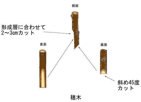 穂木_000001