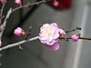 100px-Plum_flower_1