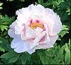 Paeonia_suffruticosa_-_03