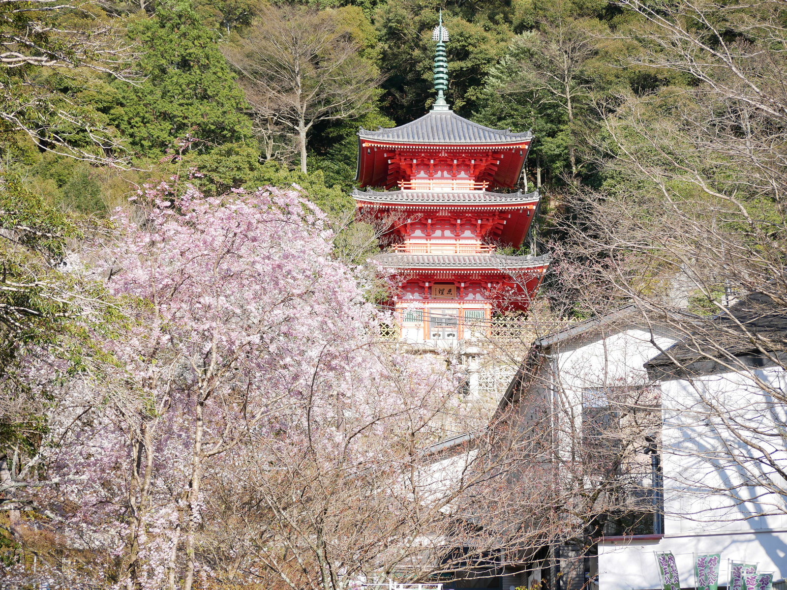 岐阜公園周辺で桜さんぽ やまさんがくる