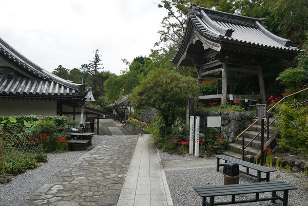 金生山明星輪寺の彼岸花が見頃に やまさんがくる 金生山明星輪寺の彼岸花が見頃に やまさんがくる