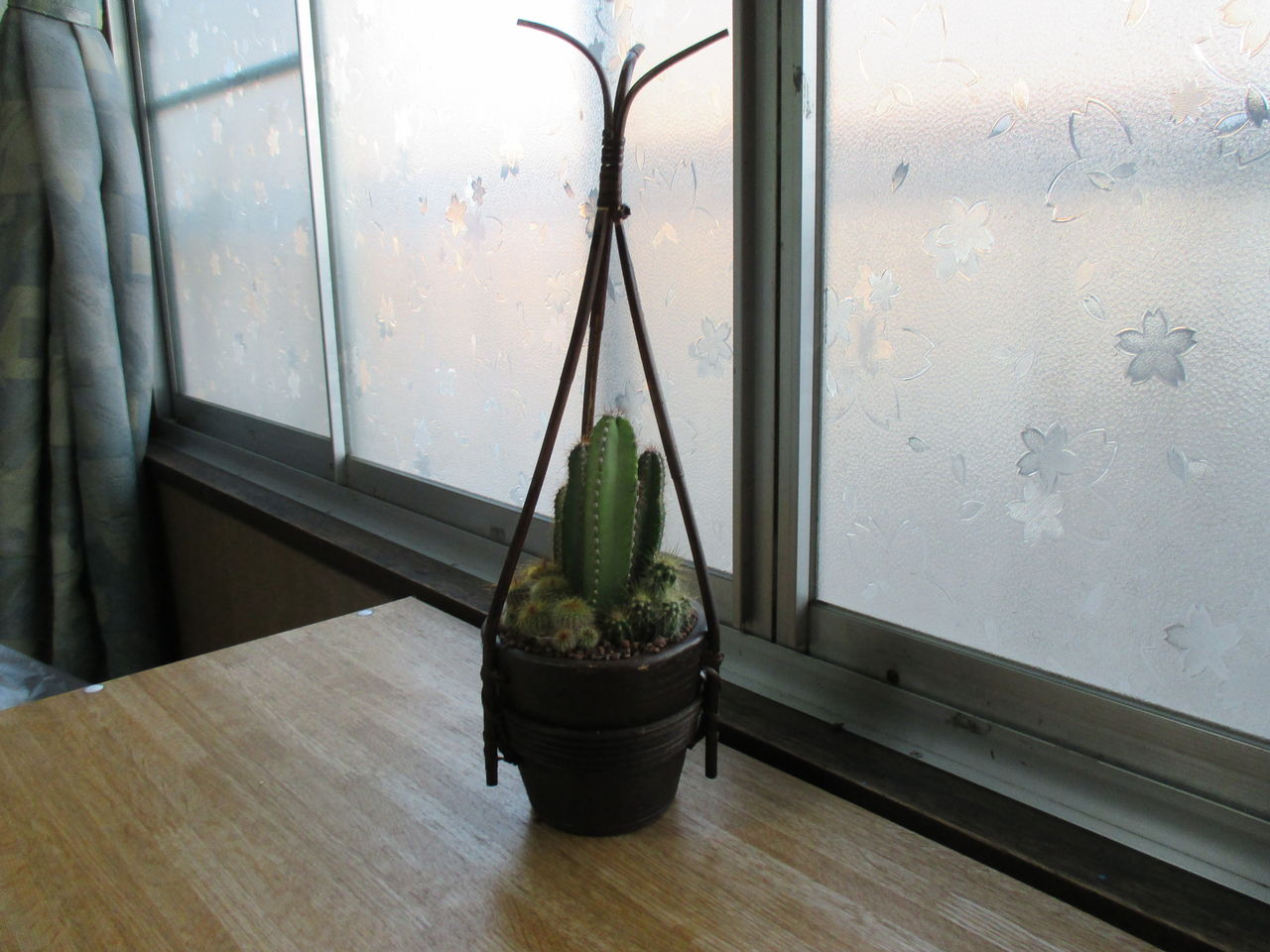 ふと思い立って サボテンを買いました やまさんがくる