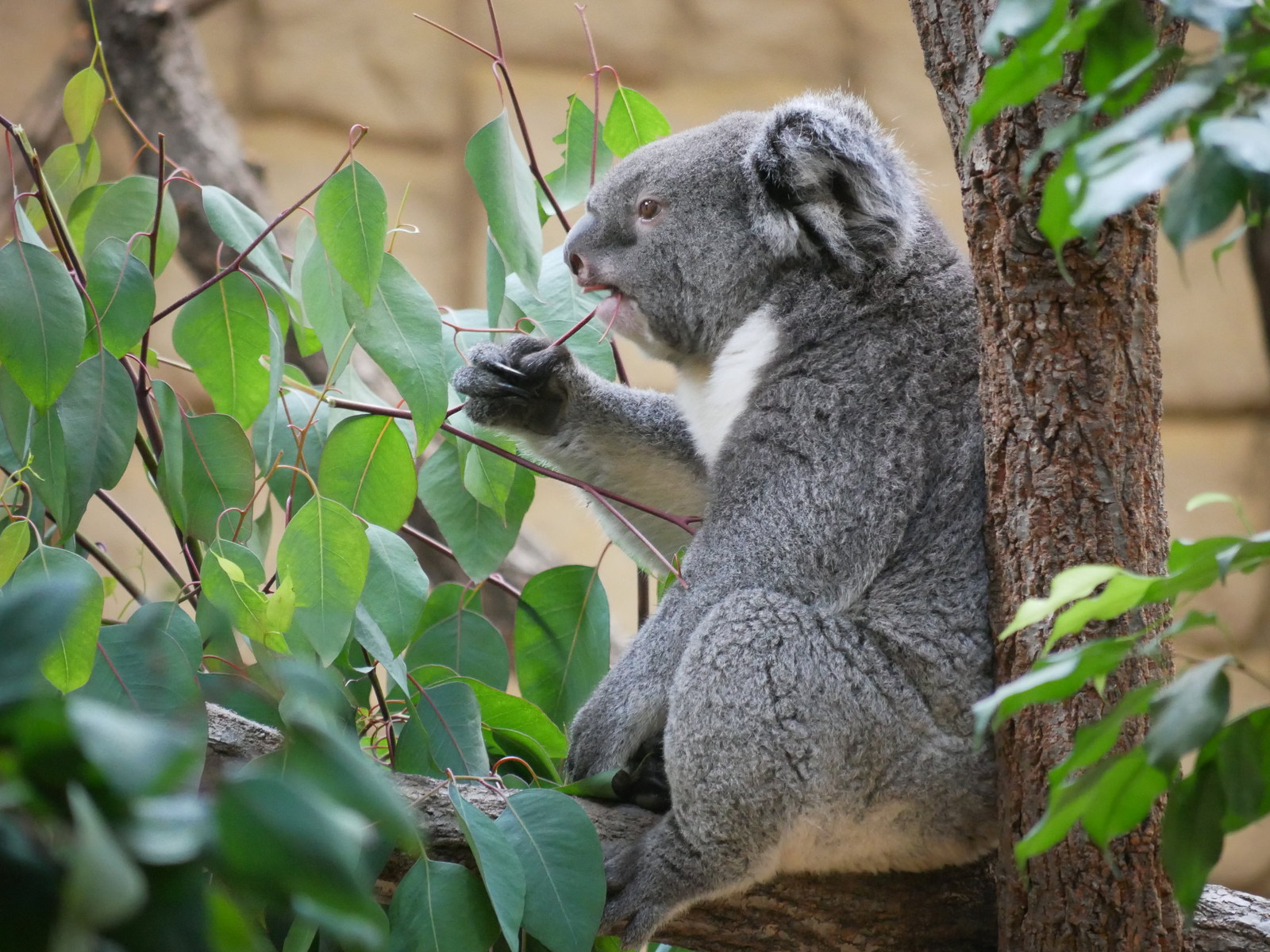 東山動植物園でコアラの赤ちゃんを見よう 午後1時頃が狙い目 やまさんがくる