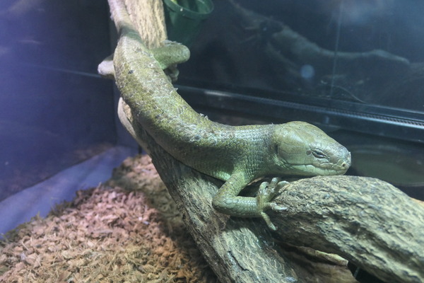 閲覧注意 クリックは自己責任で キモい展リターンズ へ行ってきた 名古屋パルコ 世界のキモい生き物大集合 やまさんがくる