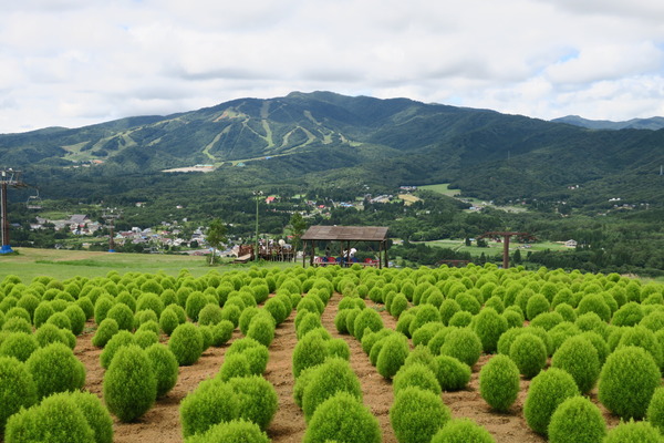 花の都ひるがの高原 コキアパーク 岐阜県郡上市 やまさんがくる 花の都ひるがの高原 コキアパーク 岐阜県郡上市 やまさんがくる