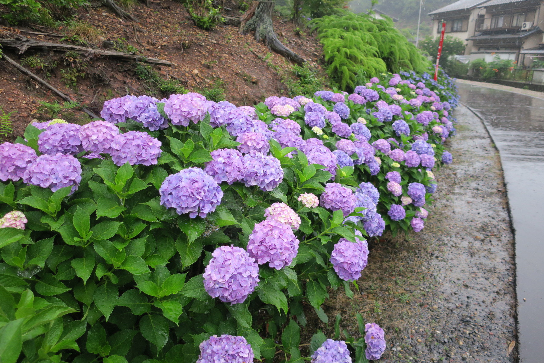 岐阜市太郎丸にある吉祥寺とあじさい やまさんがくる 岐阜市太郎丸にある吉祥寺とあじさい やまさんがくる