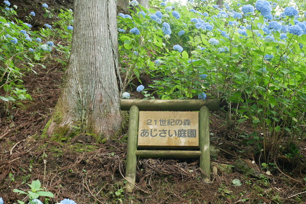 板取の 21世紀の森公園 のあじさいが見頃に 6月29日 30日はあじさい村フェスティバル19開催 やまさんがくる