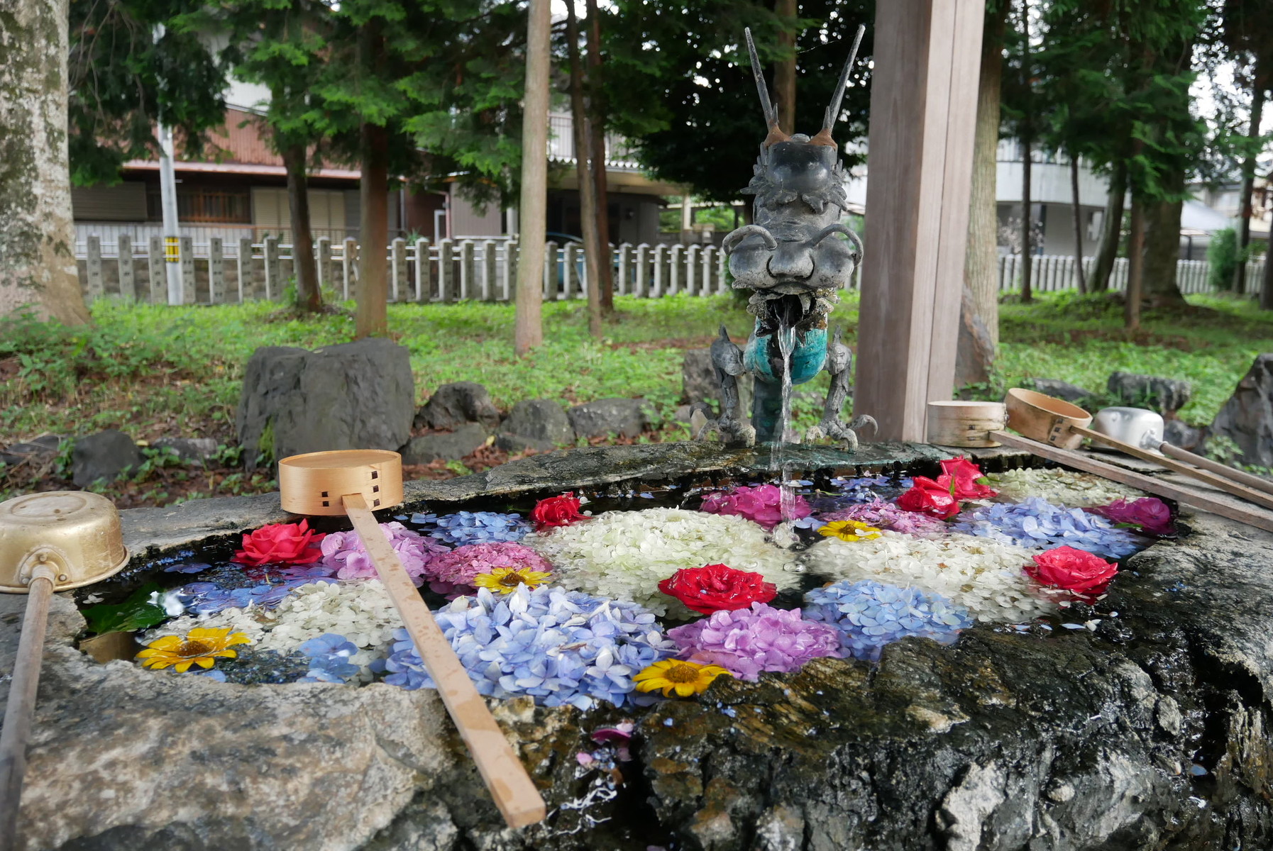 手水舎に浮かぶ紫陽花が人気 岐阜市にある若江神社 やまさんがくる