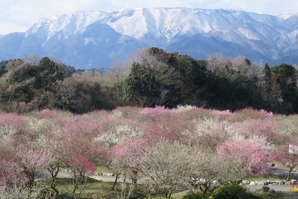 いなべ市農業公園 梅まつり 三重県いなべ市 やまさんがくる いなべ市農業公園 梅まつり 三重県いなべ市 やまさんがくる