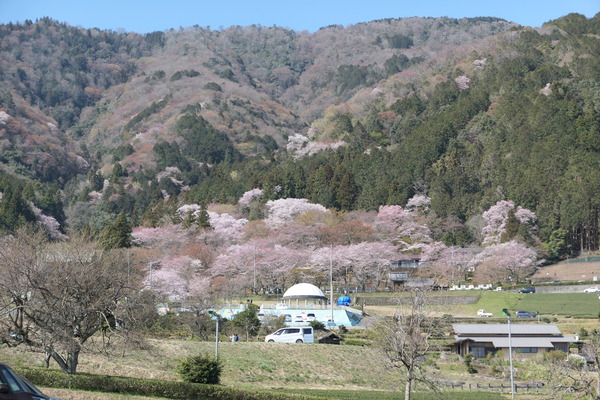 池田町の桜スポットめぐり 霞間ケ渓 大津谷公園 やまさんがくる