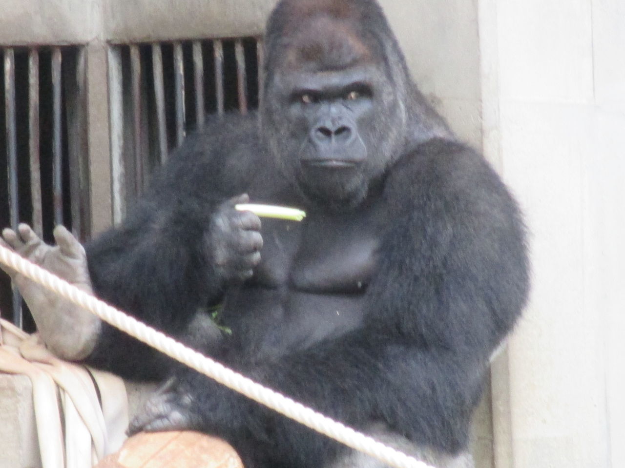 話題のイケメンゴリラ シャバーニ を見てきた やまさんがくる