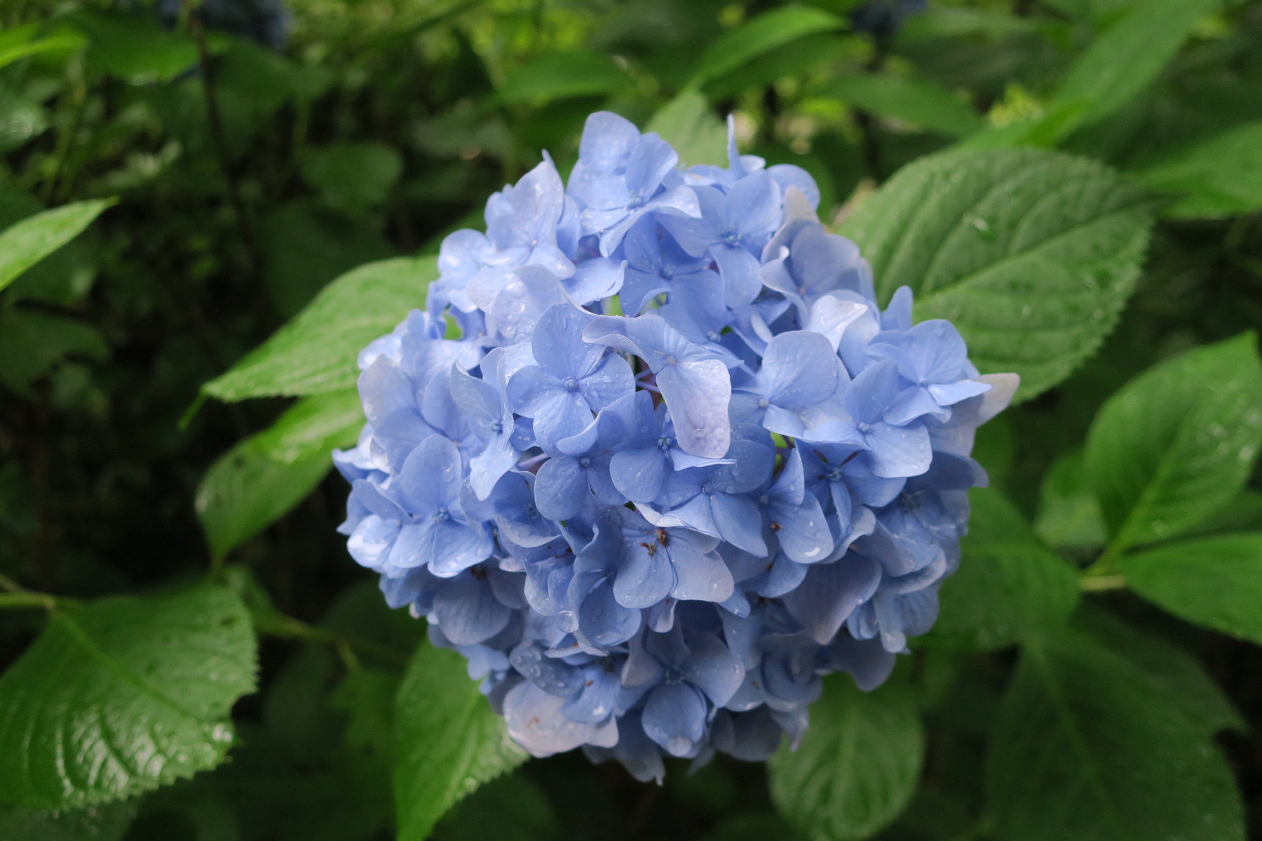 岐阜公園のアジサイが見頃になりました 岐阜市 やまさんがくる