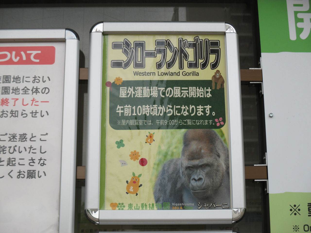 話題のイケメンゴリラ シャバーニ を見てきた やまさんがくる
