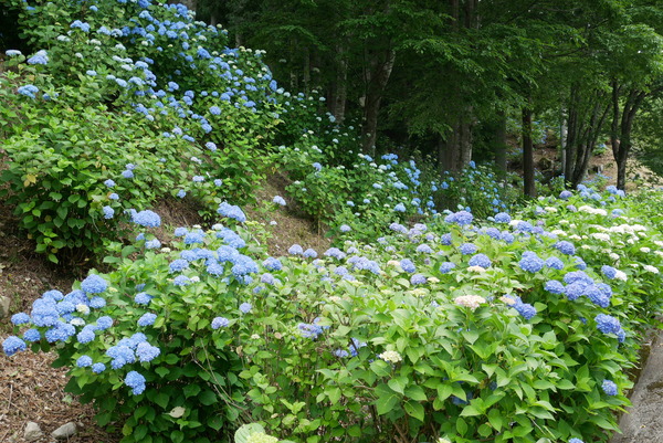 板取の 21世紀の森公園 のあじさいが見頃に 6月29日 30日はあじさい村フェスティバル19開催 やまさんがくる