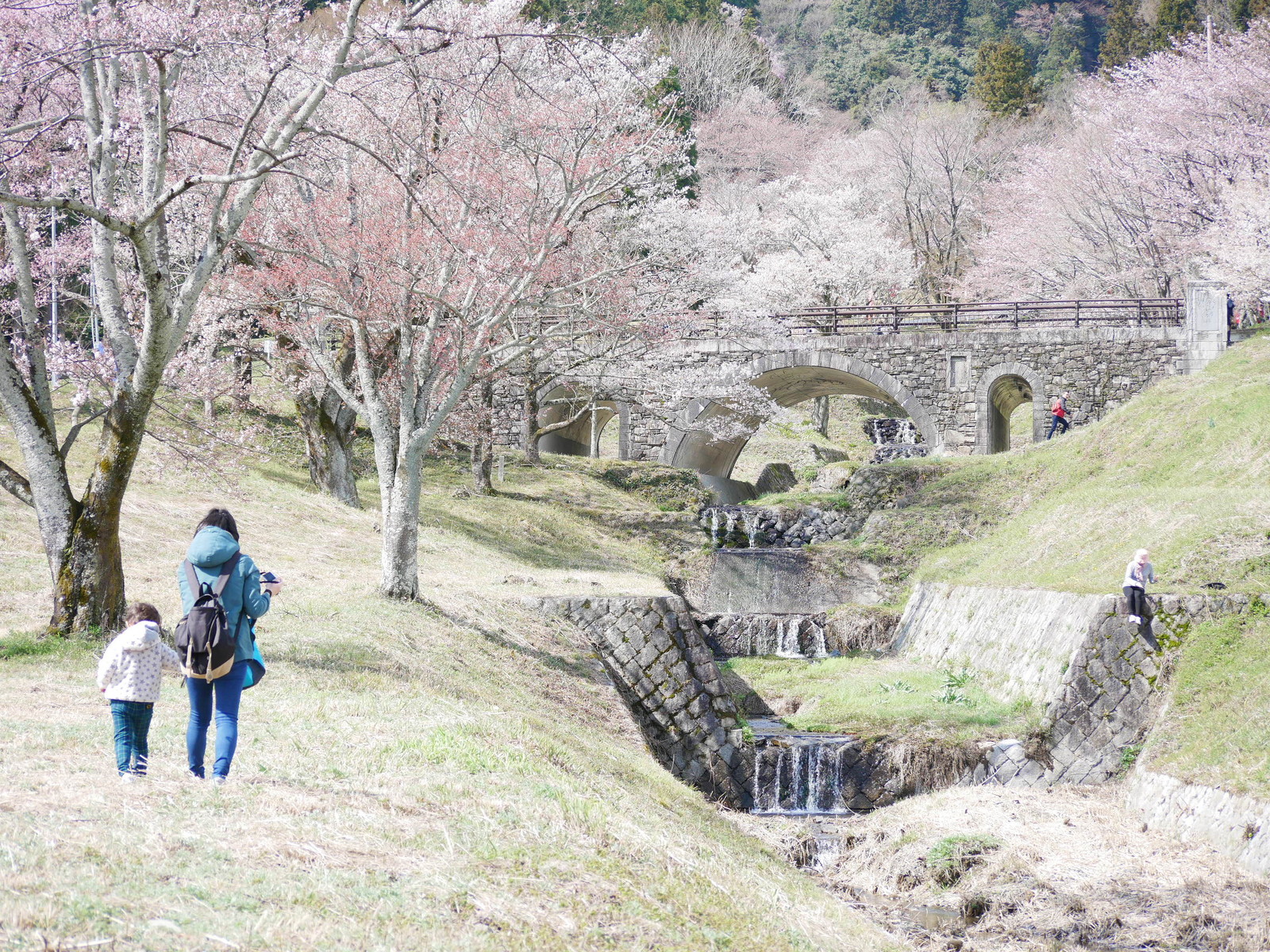 池田町の桜スポットめぐり 霞間ケ渓 大津谷公園 やまさんがくる 池田町の桜スポットめぐり 霞間ケ渓 大津谷公園 やまさんがくる