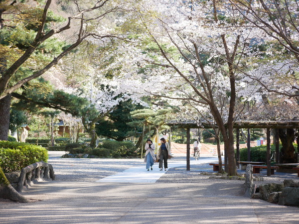 岐阜公園周辺で桜さんぽ やまさんがくる