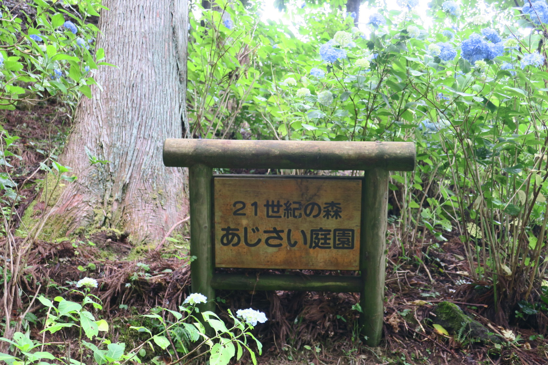 関市板取あじさいまつり あじさい村フェスティバル17 やまさんがくる