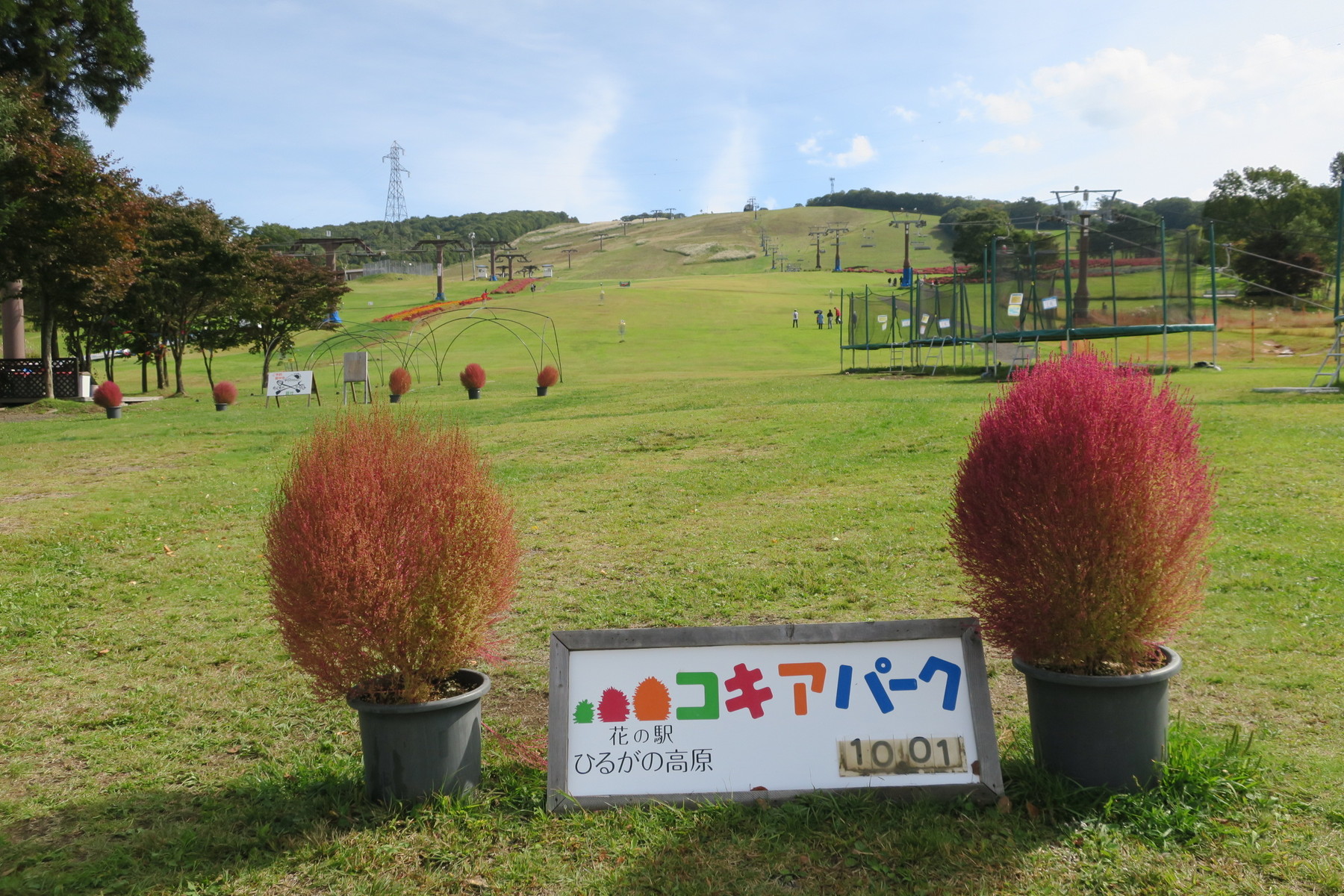 ひるがの高原コキアパーク のコキアが紅葉してきました 岐阜県郡上市 やまさんがくる ひるがの高原コキアパーク のコキアが紅葉してきました 岐阜県郡上市 やまさんがくる
