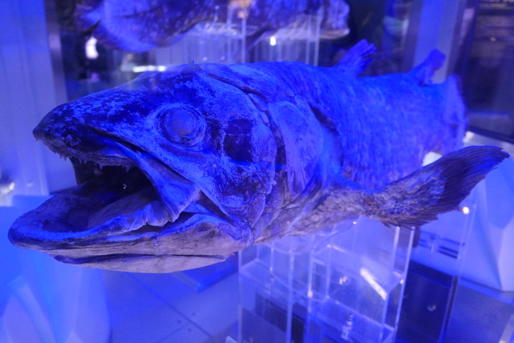 沼津港深海水族館シーラカンス ミュージアムへ 世界で唯一 冷凍シーラカンスを展示 やまさんがくる