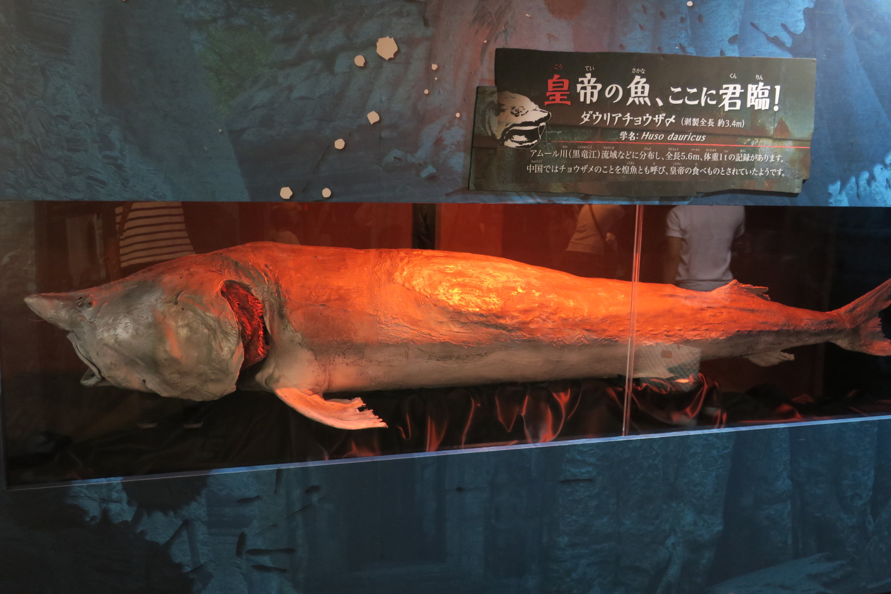 インパクト アクアリウム アクア トトぎふ やまさんがくる