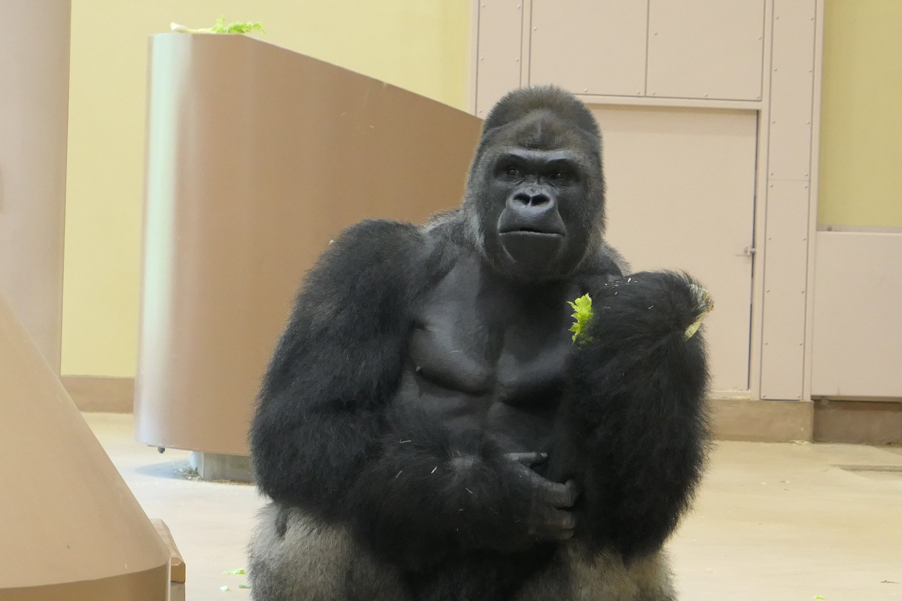 東山動物園に アフリカの森 オープン イケメンゴリラ シャバーニがすぐ近くで見られるよ やまさんがくる