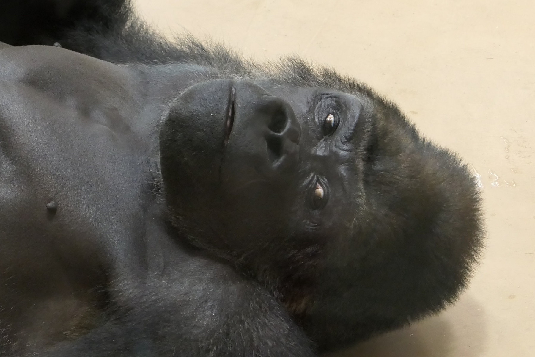 東山動物園に アフリカの森 オープン イケメンゴリラ シャバーニがすぐ近くで見られるよ やまさんがくる