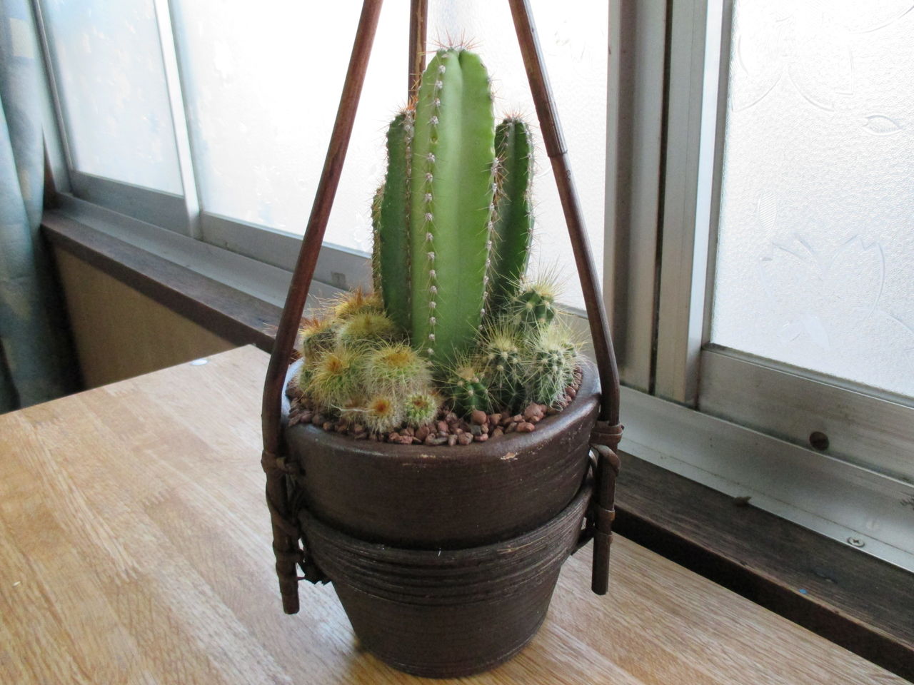 ふと思い立って サボテンを買いました やまさんがくる