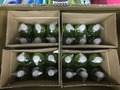 img (18444)