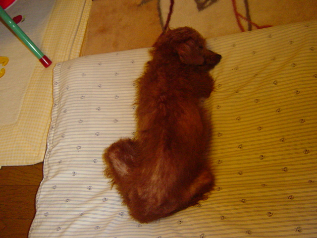 顔を洗う犬 フランのこころ