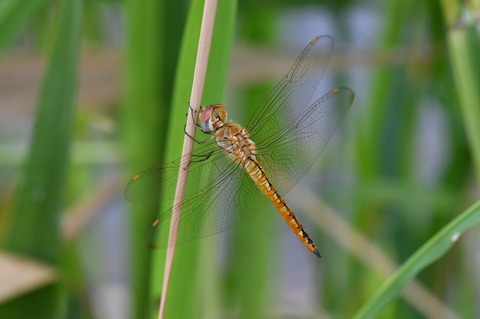 DSC_6044_20190623_083219