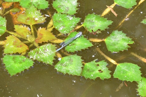 DSC_4754_20190526_084613