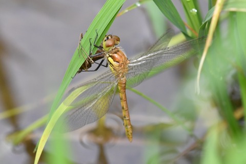DSC_6110_20190623_100810