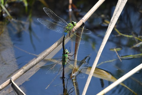 DSC_9251_20190818_092202