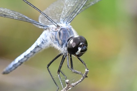 DSC_4215_20200712_092453