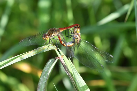 DSC_0589_20190915_080621
