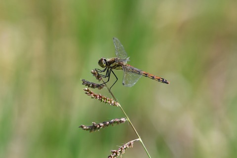 DSC_0810_20190922_095654