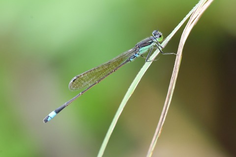 DSC_6294_20190713_074353