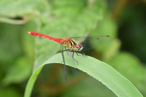 DSC_9649_20190901_082438