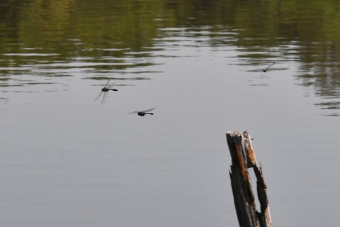 DSC_4784_20190526_085713