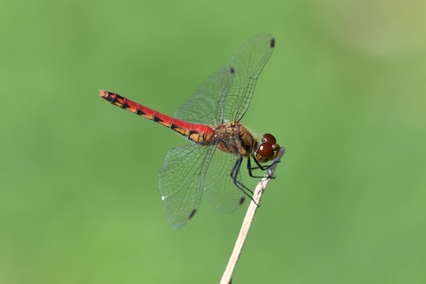 DSC_1163_20191005_095759