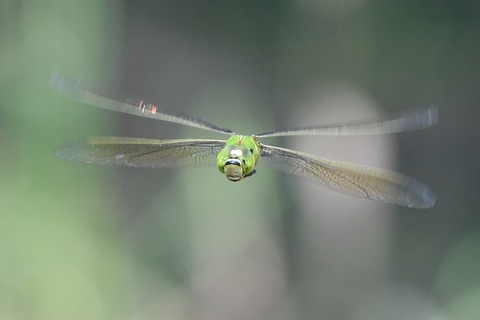 DSC_9598_20190825_104843