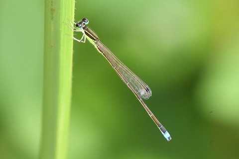 DSC_4784_20200802_083843